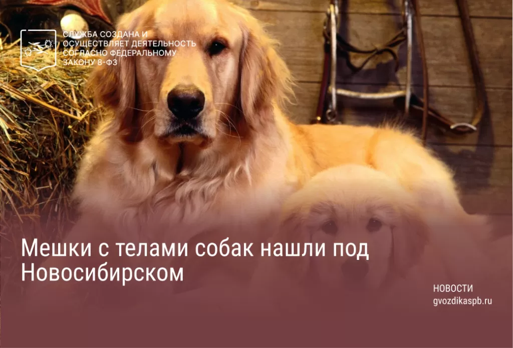 Жительница Новосибирской области обнаружила два мешка с телами мертвых собак недалеко от села Старый Порос
