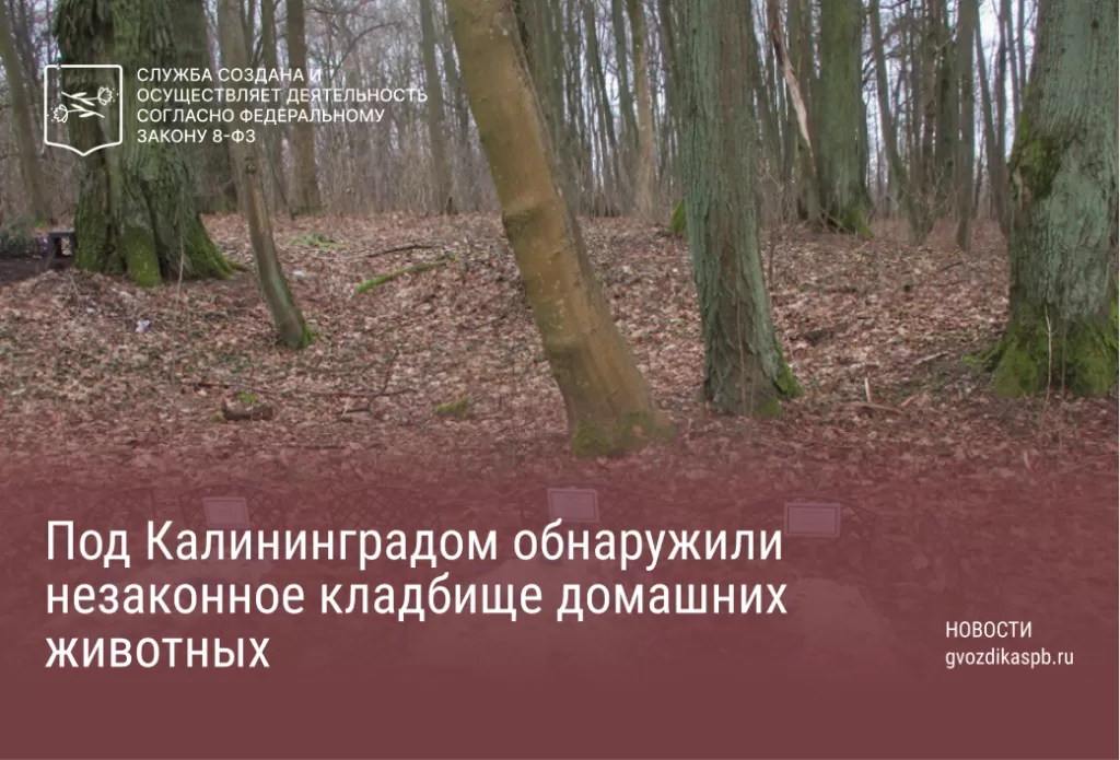 В лесу у поселка обнаружили несанкционированное кладбище животных