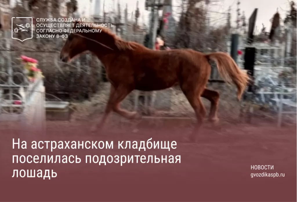 На астраханском кладбище поселилась подозрительная лошадь