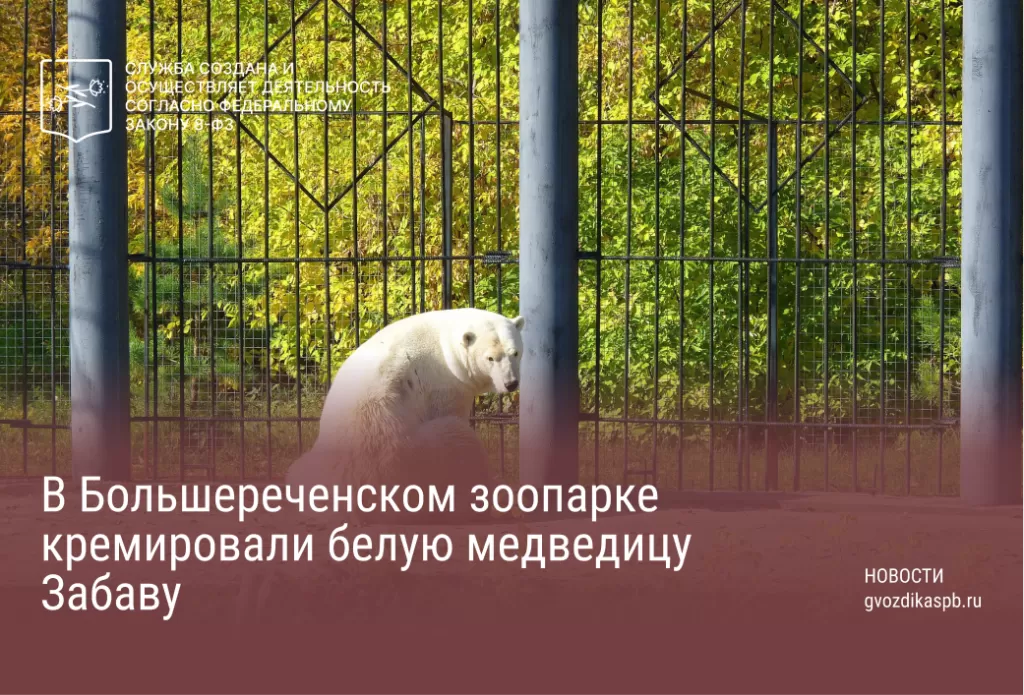 В Большереченском зоопарке кремировали белую медведицу Забаву