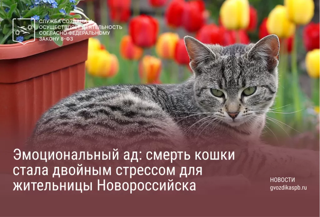 Эмоциональный ад: смерть кошки стала двойным стрессом для жительницы Новороссийска