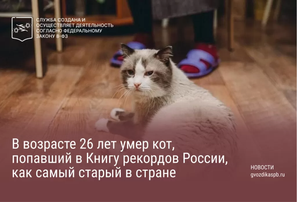 В возрасте 26 лет умер кот, попавший в Книгу рекордов России, как самый старый в стране